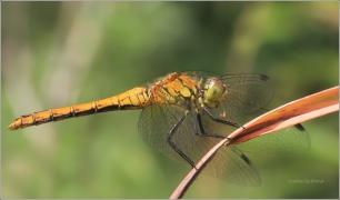 <p>VÁŽKA RUDÁ - samička? (Sympetrum sanguineum) ---- /Ruddy darter - Blutrote Heidelibelle/</p>
